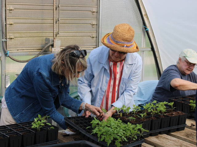 Transplanting Tomatoes with Residents for Phoebe Organic Farm